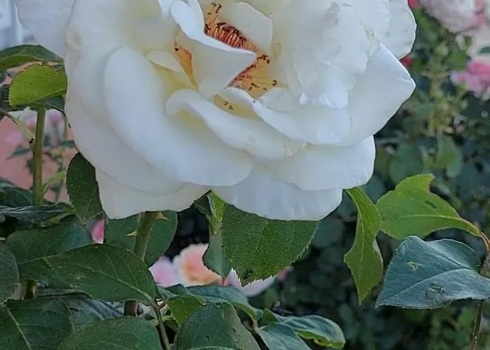 In Sunny Day 6 Complex * 써니비치