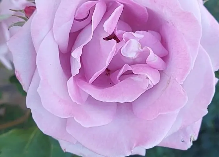 In Sunny Day 6 Complex Отель Солнечный берег