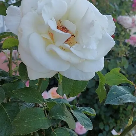 In Sunny Day 6 Complex * 써니비치